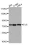 FUS RNA Binding Protein antibody, abx004538, Abbexa, Western Blot image 