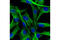 Tubulin antibody, 15115S, Cell Signaling Technology, Immunofluorescence image 