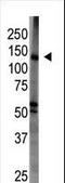 Membrane Associated Guanylate Kinase, WW And PDZ Domain Containing 1 antibody, LS-C100955, Lifespan Biosciences, Western Blot image 