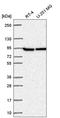 Phosphofructokinase, Platelet antibody, HPA056484, Atlas Antibodies, Western Blot image 