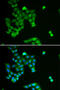 Praja Ring Finger Ubiquitin Ligase 2 antibody, abx004937, Abbexa, Western Blot image 