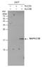 Microtubule Associated Protein 1 Light Chain 3 Beta antibody, GTX632501, GeneTex, Western Blot image 