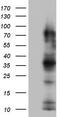 Carcinoembryonic Antigen Related Cell Adhesion Molecule 5 antibody, TA803413S, Origene, Western Blot image 
