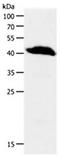 Gem Nuclear Organelle Associated Protein 2 antibody, orb107580, Biorbyt, Western Blot image 
