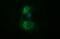 Tubulin Beta 2B Class IIb antibody, MA5-26266, Invitrogen Antibodies, Immunocytochemistry image 