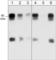 WASP Family Member 1 antibody, WP1731, ECM Biosciences, Western Blot image 