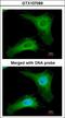 Phosducin Like antibody, LS-C185860, Lifespan Biosciences, Immunocytochemistry image 