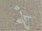 Signal Transducer And Activator Of Transcription 5A antibody, STJ97484, St John