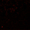 LMBR1 Domain Containing 1 antibody, 6047, ProSci, Immunofluorescence image 