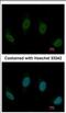 TPR repeat-containing protein C10orf93 antibody, NBP2-15632, Novus Biologicals, Immunocytochemistry image 