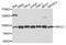 X-Ray Repair Cross Complementing 1 antibody, STJ110957, St John