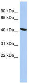 Zinc Finger Protein 71 antibody, TA345331, Origene, Western Blot image 