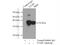 Thymidylate Synthetase antibody, 15047-1-AP, Proteintech Group, Immunoprecipitation image 