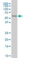 Transcription factor 7-like 2 antibody, H00006934-M06, Novus Biologicals, Western Blot image 