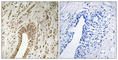 PHD Finger Protein 3 antibody, abx014709, Abbexa, Western Blot image 