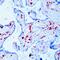 CD163 antibody, MA5-11458, Invitrogen Antibodies, Immunohistochemistry frozen image 