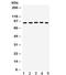 EWS RNA Binding Protein 1 antibody, R32181, NSJ Bioreagents, Western Blot image 