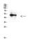 GATA Binding Protein 2 antibody, STJ97802, St John