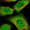 TGF-Beta Activated Kinase 1 (MAP3K7) Binding Protein 3 antibody, PA5-57101, Invitrogen Antibodies, Immunofluorescence image 