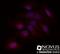 PR/SET Domain 1 antibody, NB600-235R, Novus Biologicals, Immunofluorescence image 