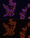 Signal Regulatory Protein Alpha antibody, GTX64435, GeneTex, Immunocytochemistry image 
