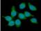 Triggering Receptor Expressed On Myeloid Cells 2 antibody, NBP1-07101, Novus Biologicals, Immunofluorescence image 