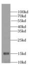 Neurogranin antibody, FNab05676, FineTest, Western Blot image 