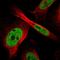 Zinc Finger RNA Binding Protein antibody, HPA016666, Atlas Antibodies, Immunofluorescence image 