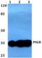 Olfactory Receptor Family 51 Subfamily E Member 2 antibody, PA5-75357, Invitrogen Antibodies, Western Blot image 