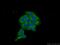 MAP kinase-interacting serine/threonine-protein kinase 2 antibody, 17354-1-AP, Proteintech Group, Immunofluorescence image 