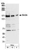 SIN3 Transcription Regulator Family Member A antibody, A300-725A, Bethyl Labs, Western Blot image 
