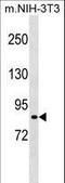 Ribosomal Protein S6 Kinase A2 antibody, LS-C158247, Lifespan Biosciences, Western Blot image 