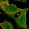 Thrombospondin 2 antibody, HPA044304, Atlas Antibodies, Immunofluorescence image 