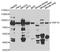 Thyroid Hormone Receptor Interactor 10 antibody, STJ29118, St John