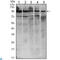 Signal Transducer And Activator Of Transcription 6 antibody, LS-C812784, Lifespan Biosciences, Western Blot image 