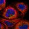 Mitochondrial Translational Initiation Factor 2 antibody, NBP1-81609, Novus Biologicals, Immunocytochemistry image 
