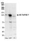 Eukaryotic translation initiation factor 4E transporter antibody, A300-706A, Bethyl Labs, Western Blot image 