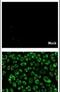 Hepatitis C Virus NS4b antibody, PA5-27887, Invitrogen Antibodies, Immunofluorescence image 