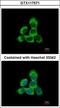 Cytoglobin antibody, GTX117571, GeneTex, Immunocytochemistry image 