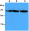 Far Upstream Element Binding Protein 1 antibody, AM50629PU-N, Origene, Western Blot image 