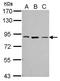 THO complex subunit 5 homolog antibody, PA5-31643, Invitrogen Antibodies, Western Blot image 