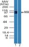 PIWIL2 antibody, NBP2-24590, Novus Biologicals, Western Blot image 