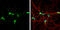 Vasoactive Intestinal Peptide antibody, GTX129461, GeneTex, Immunocytochemistry image 