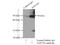 Glycerol-3-phosphate acyltransferase 4 antibody, 16762-1-AP, Proteintech Group, Immunoprecipitation image 