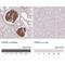 Podocalyxin Like antibody, NBP2-52903, Novus Biologicals, Immunohistochemistry paraffin image 