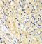 Nucleoporin 62 antibody, FNab05927, FineTest, Immunohistochemistry frozen image 