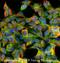 G Protein-Coupled Bile Acid Receptor 1 antibody, NBP2-23669, Novus Biologicals, Immunofluorescence image 