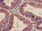 Integrin Subunit Alpha 2 antibody, LS-C375993, Lifespan Biosciences, Immunohistochemistry paraffin image 