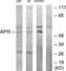 Apoptosis Inhibitor 5 antibody, TA314766, Origene, Western Blot image 