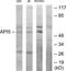 Apoptosis Inhibitor 5 antibody, TA314766, Origene, Western Blot image 